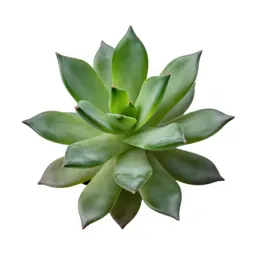 Jade plant