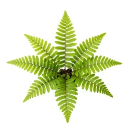 Maidenhair fern