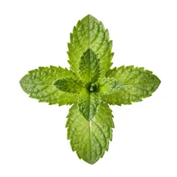 Mint cutting in water