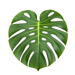Monstera deliciosa in a pot