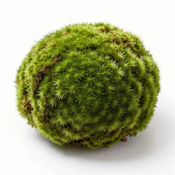 Moss ball