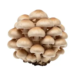Mushroom cluster on bark