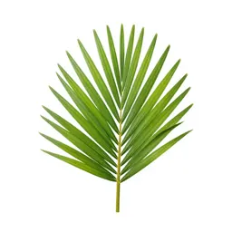 Nikau palm frond