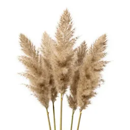 Pampas grass plume