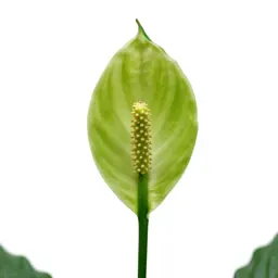 Peace lily in bloom