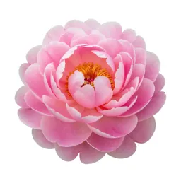 Peony in full bloom