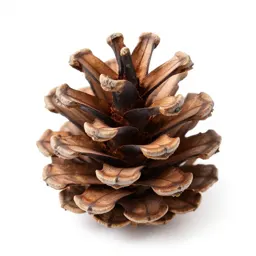 Pine cone