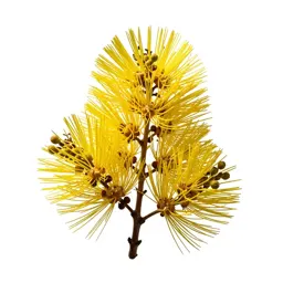 Pohutukawa branch in flower