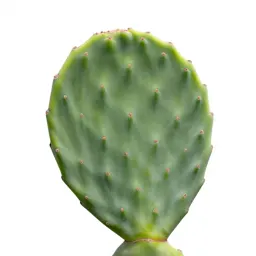 Prickly pear pad