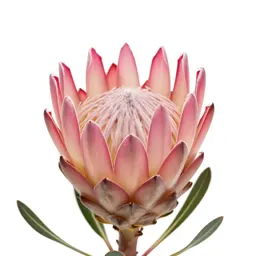 Protea flower