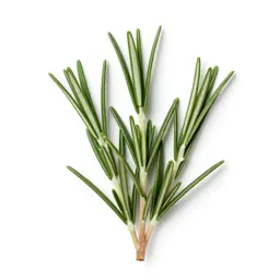 Rosemary sprig