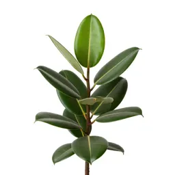 Rubber plant