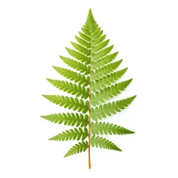 Silver fern frond