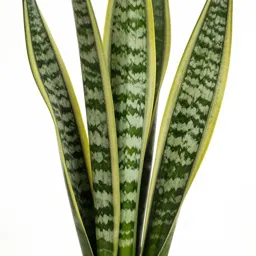 Snake plant