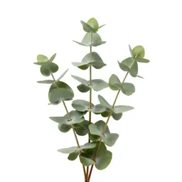 Sprig of eucalyptus