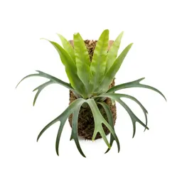Staghorn fern mounted