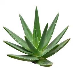 Aloe vera rosette