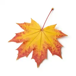 Autumn maple branch