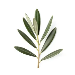 Olive branch