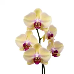 Orchid with arching stems