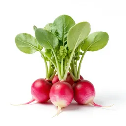 Bunch of radishes with tops