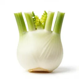 Fennel bulb