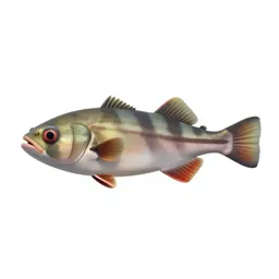 Barreleye fish