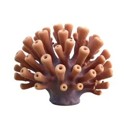 Coral polyp colony