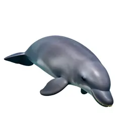 Dugong grazing