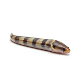 Garden eel