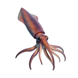 Giant squid