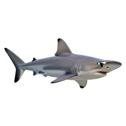 Hammerhead shark
