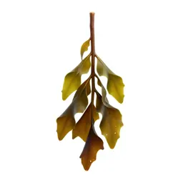 Kelp holdfast