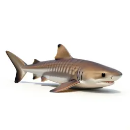 Leopard shark on sand