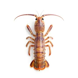 Mantis shrimp