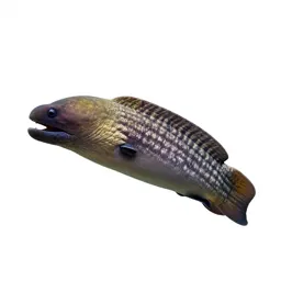 Moray eel