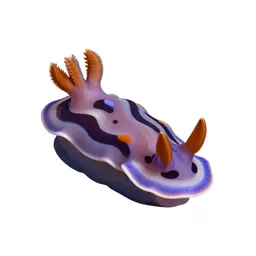 Nudibranch on coral