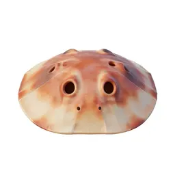 Sand dollar burrowing