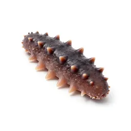 Sea cucumber