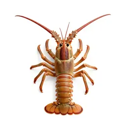 Spiny lobster