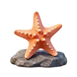 Starfish on rock