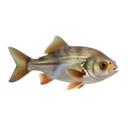 Sunfish
