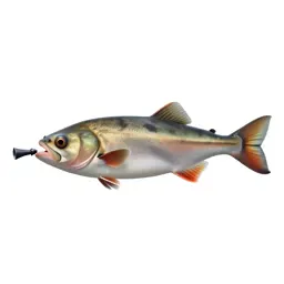 Anglerfish with a lure