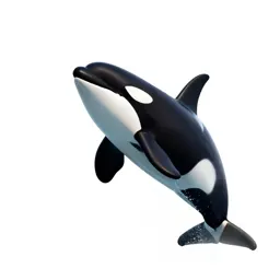 Orca breaching