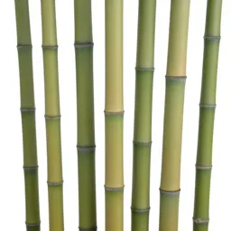 Bamboo grove