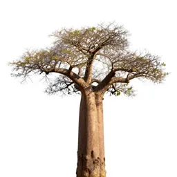 Baobab