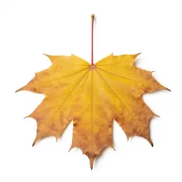 Beech in autumn