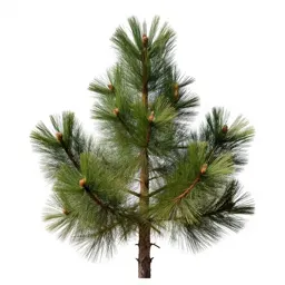Bristlecone pine