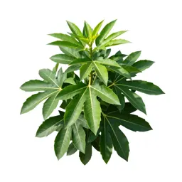 Cabbage tree
