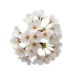 Cherry tree in blossom